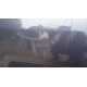 OPEL INSIGNIA A DRZWI PRZÓD LEWY Z168