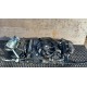 NISSAN QASHQAI J10 1.5 DCI PAS PRZEDNI KOMPLET