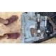 MASTER MOVANO II SKRZYNIA BIEGÓW CE PK G9UT 820030 8422