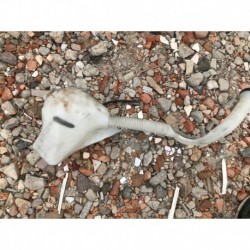 CITROEN C3 ZBIORNIK ZBIORNICZEK SPRYSKIWACZY