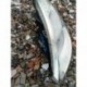 CITROEN C3 PLURIEL LAMPA PRZÓD PRZEDNIA LEWA